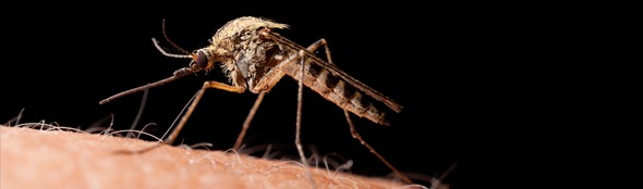 blog-bestaan-er-matrasbeschermers-tegen-muggen